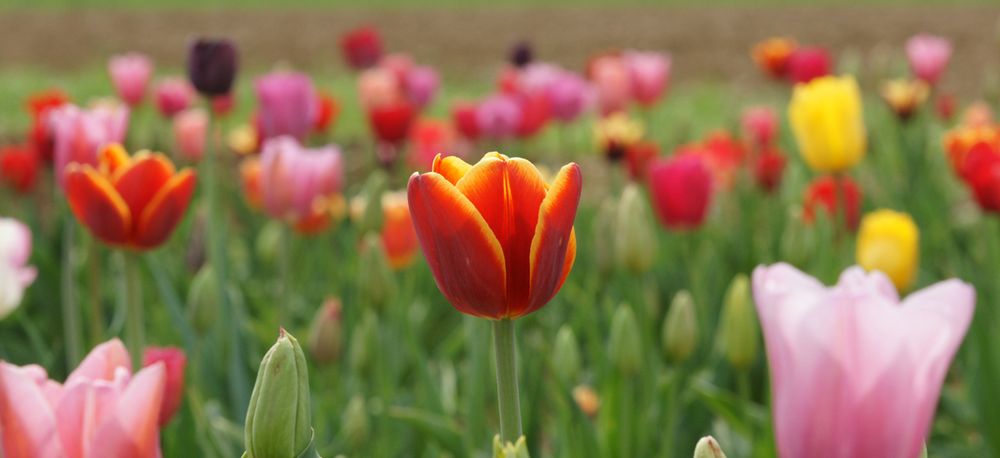 Tulpen 2