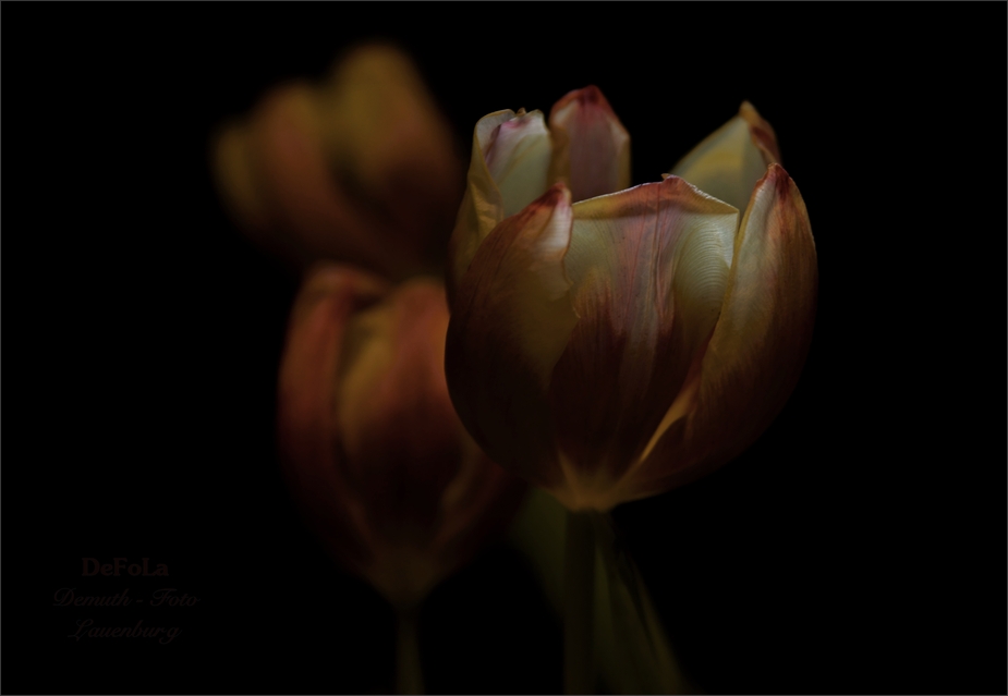 Tulpen (2)