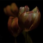 Tulpen (2)