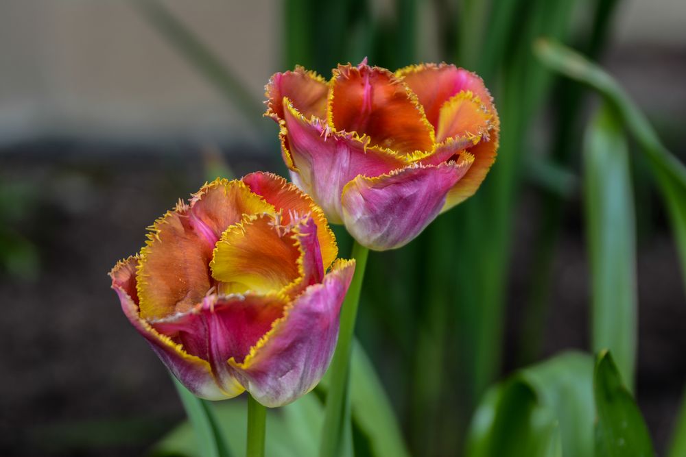 Tulpen 2