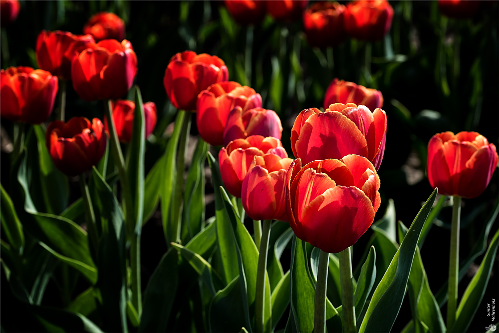 Tulpen (2)