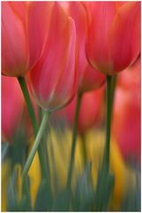 Tulpen 2