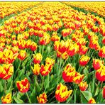 Tulpen 2008 (1)