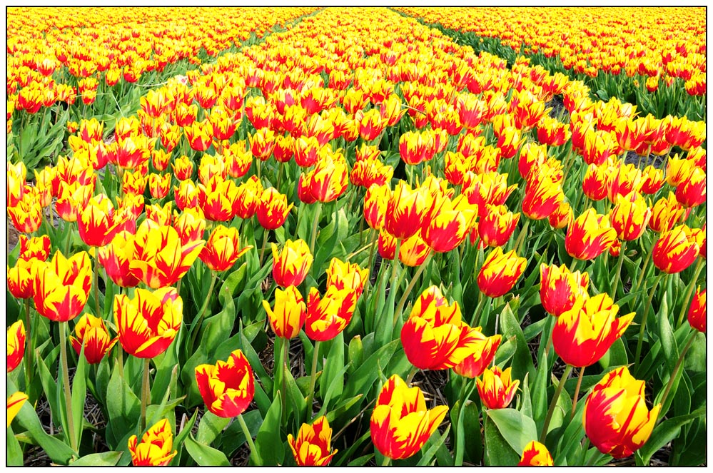 Tulpen 2008 (1)