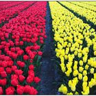 Tulpen 2008 (2)