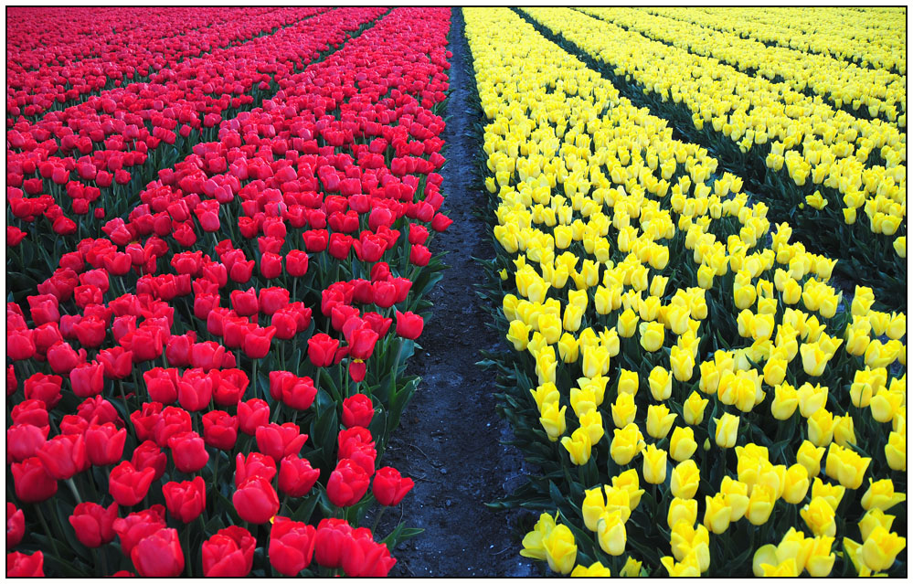 Tulpen 2008 (2)