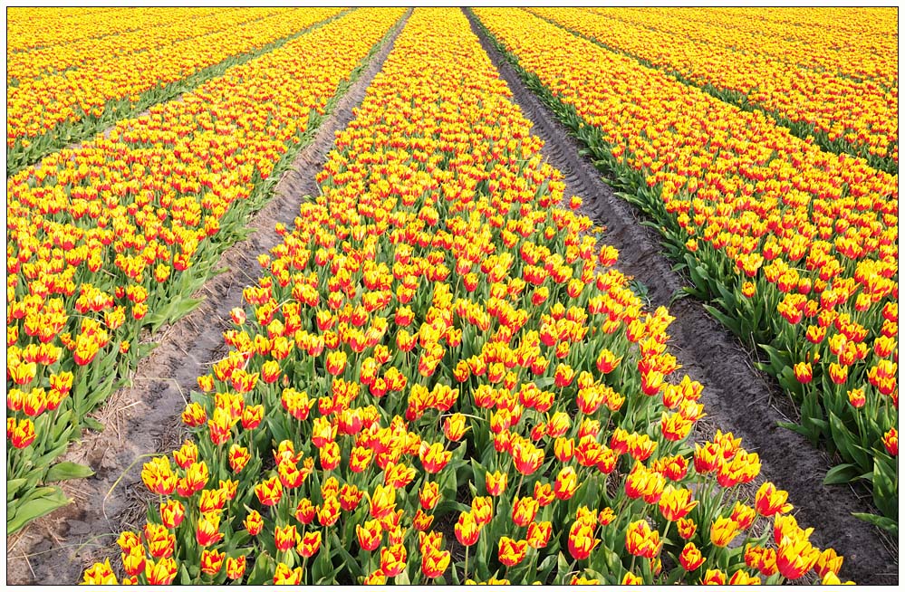 Tulpen 2008 (3)