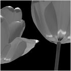 tulpen 2010-3