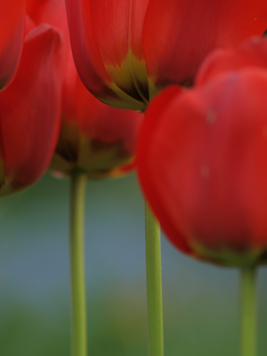 tulpen 2010