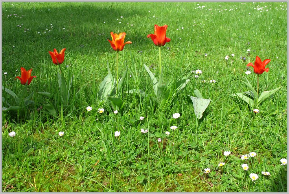 Tulpen 2012