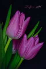 Tulpen 2016...