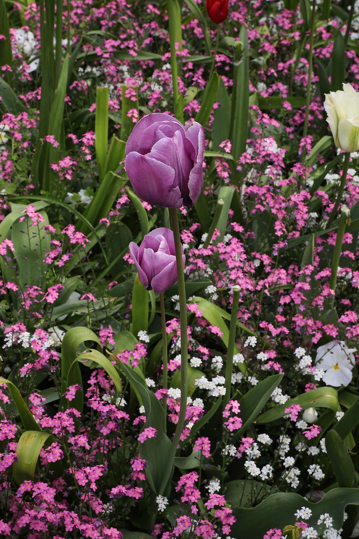 Tulpen (2019_05_01_EOS 6D Mark II_1784_ji)