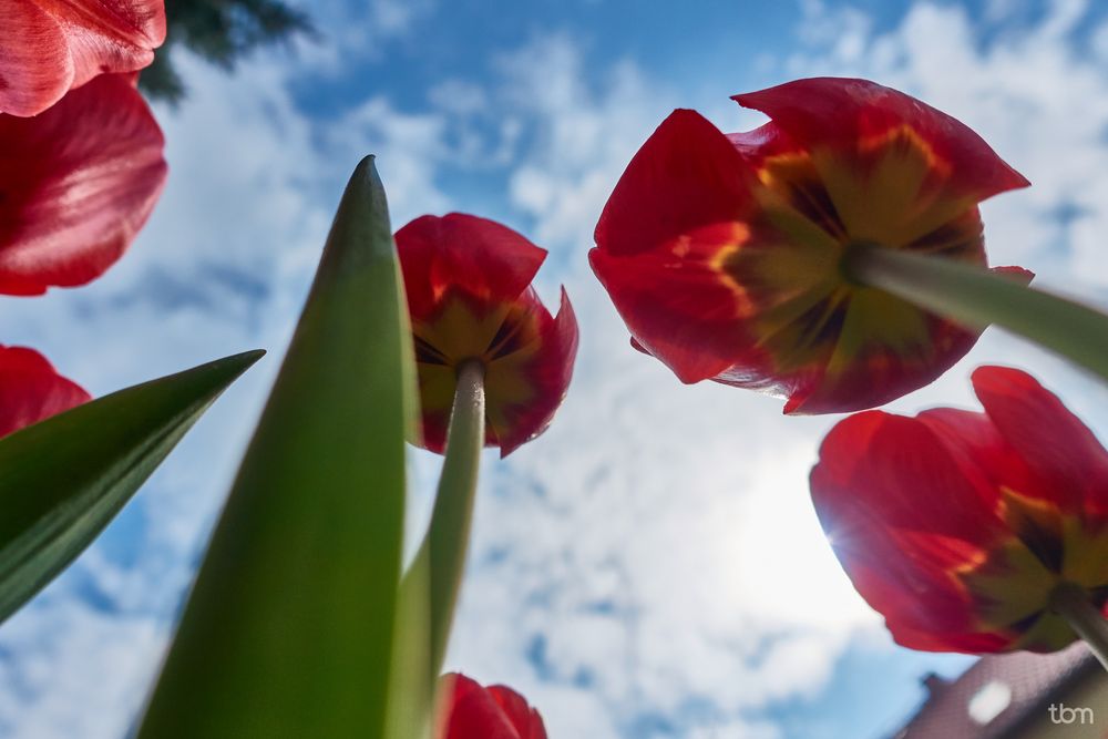 Tulpen