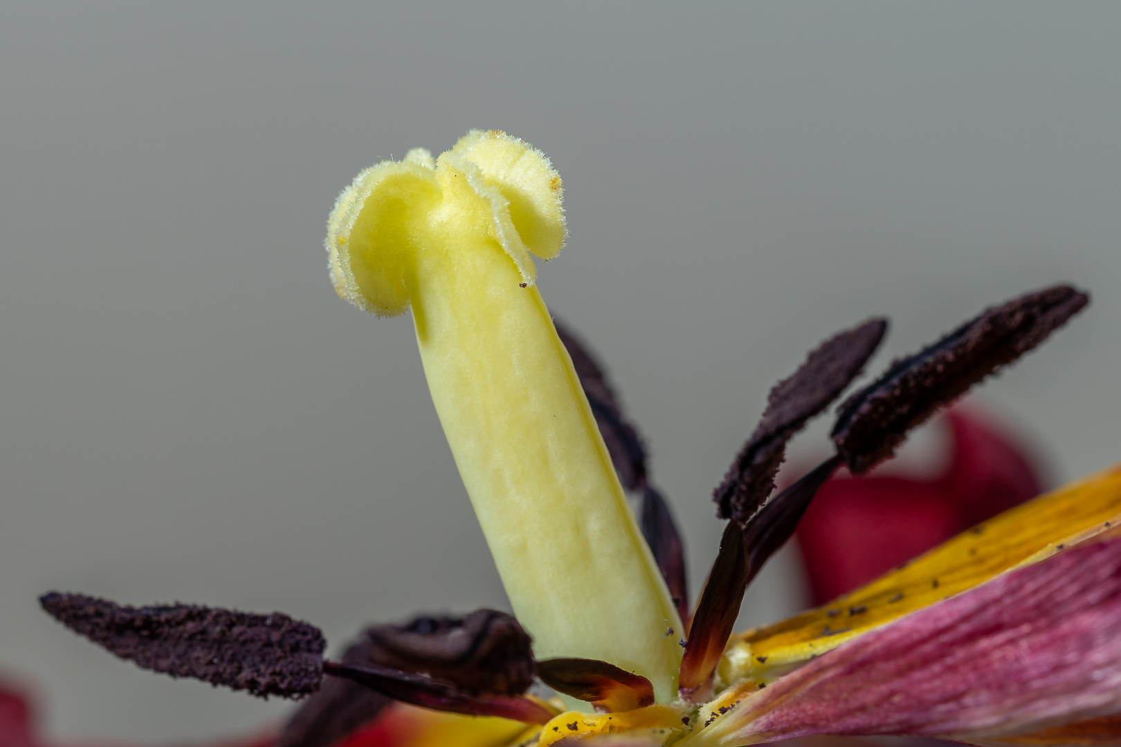 Tulpen 2021-05-007-2