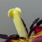 Tulpen 2021-05-007-2