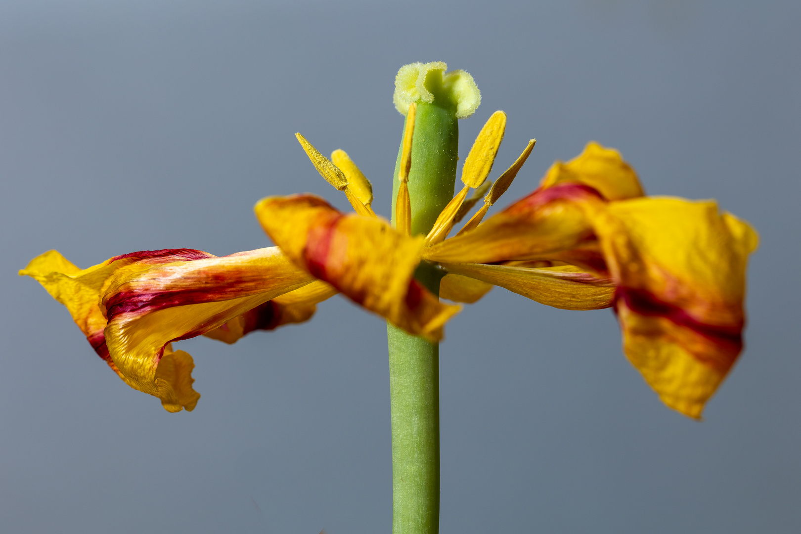 Tulpen 2021-05-008-2