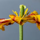 Tulpen 2021-05-008-2