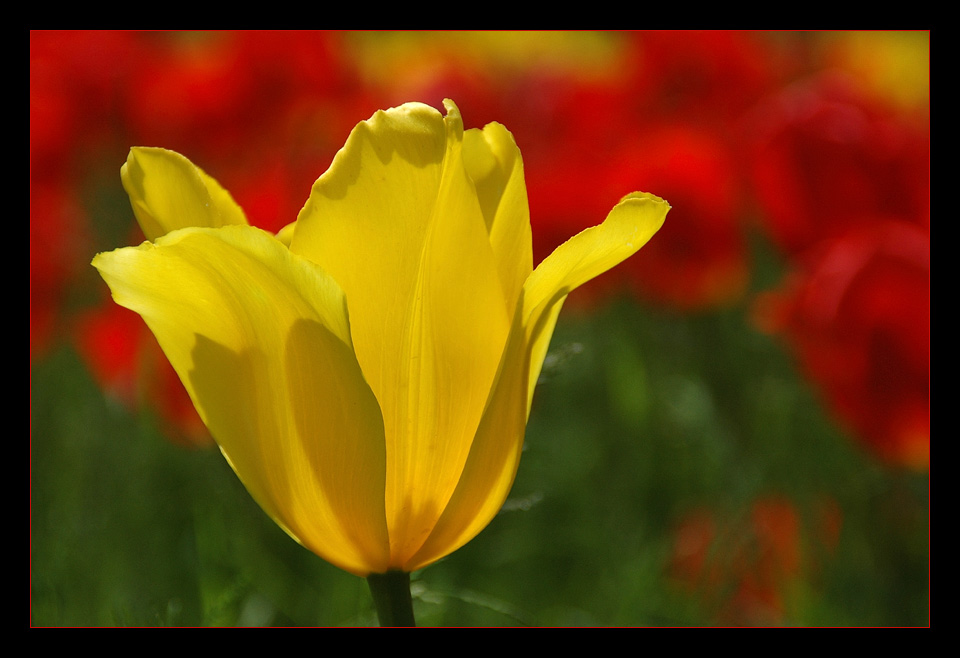 Tulpen