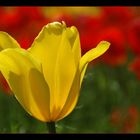 Tulpen