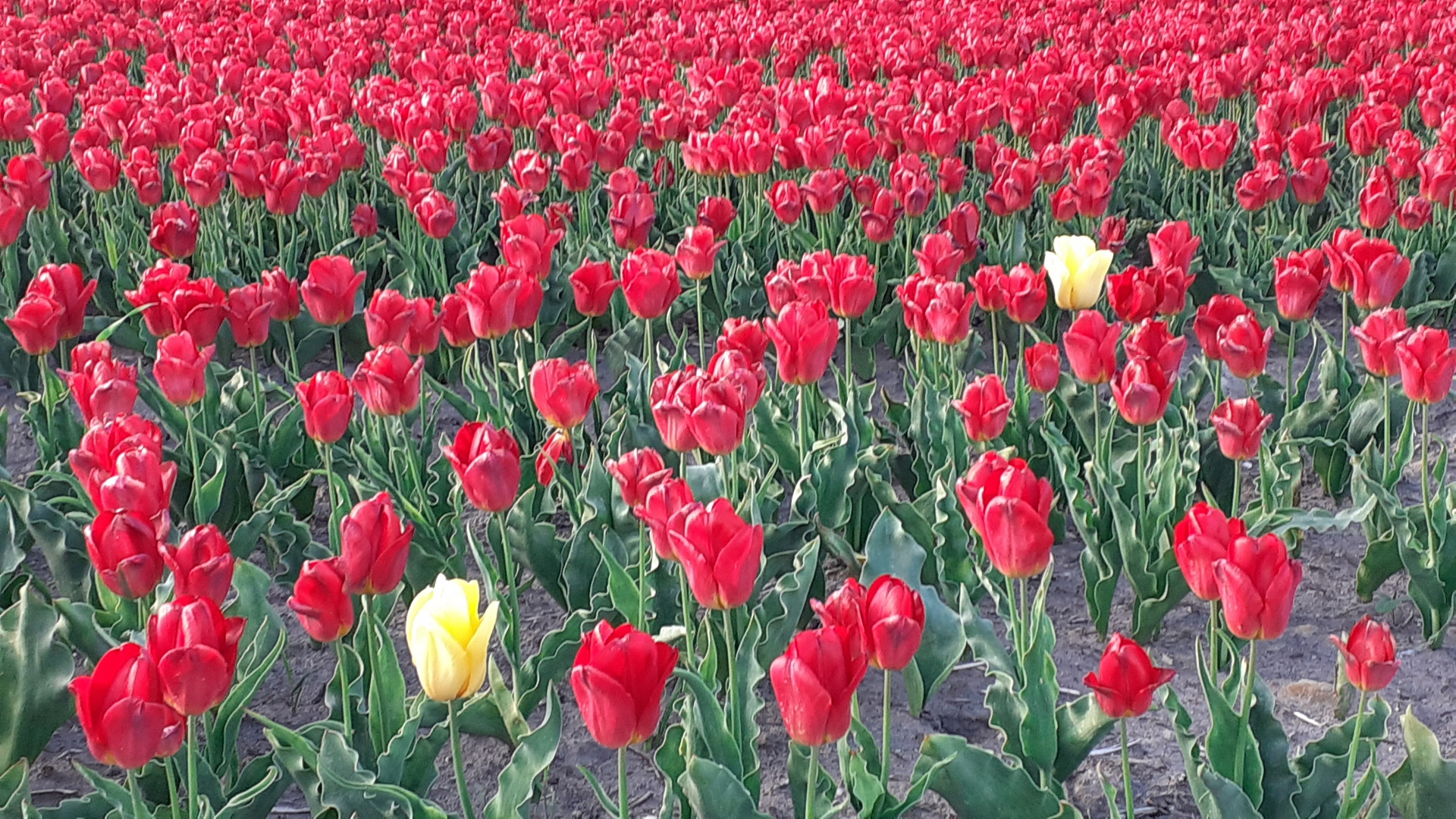 tulpen-21-3