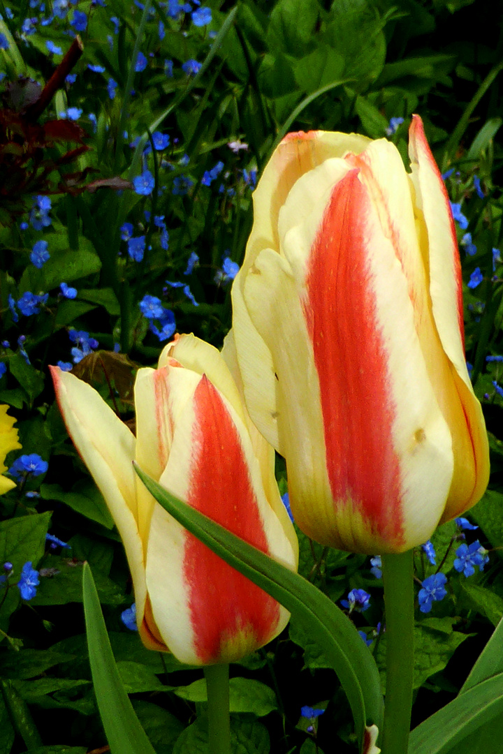 Tulpen