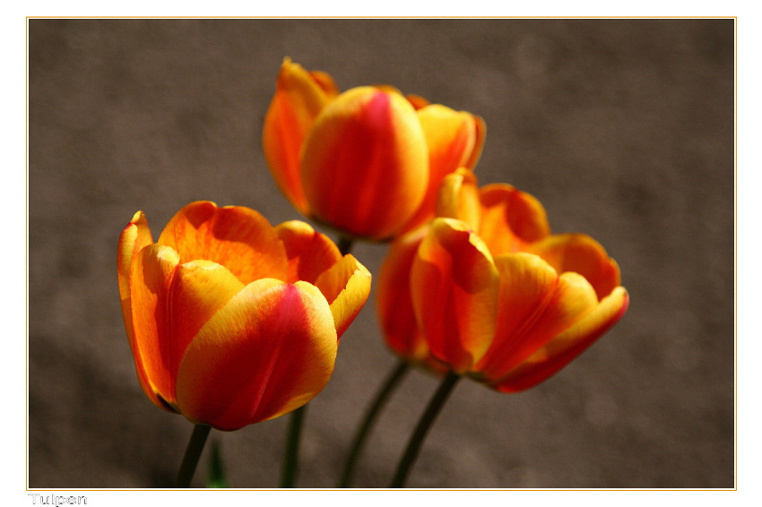 "Tulpen"