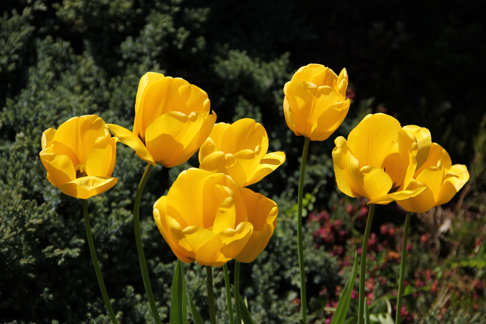 Tulpen