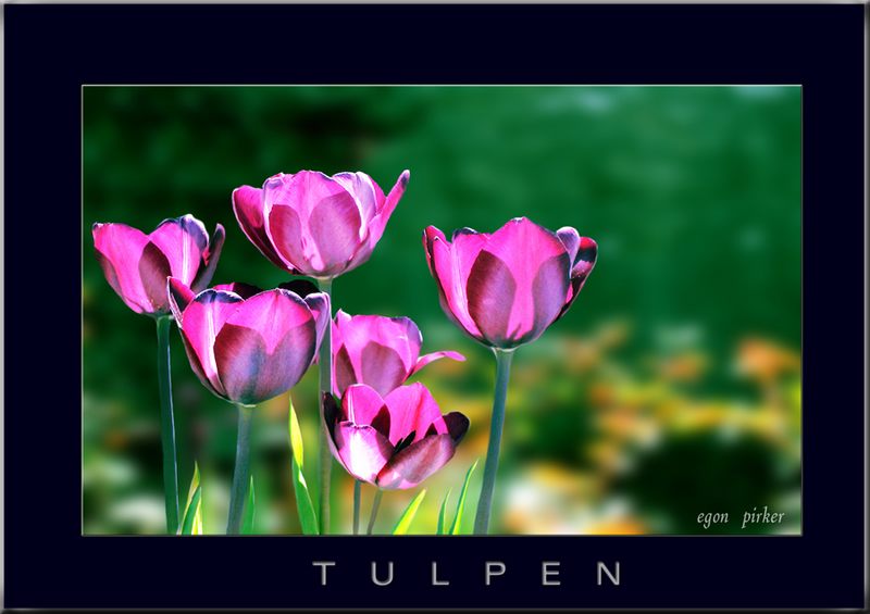 TULPEN