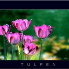 TULPEN