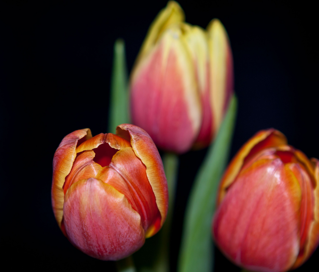 Tulpen