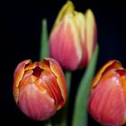 Tulpen