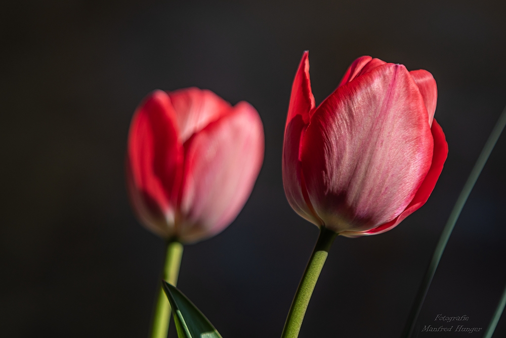 Tulpen / 230403-1