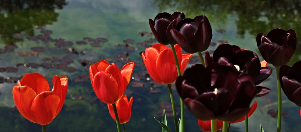 Tulpen