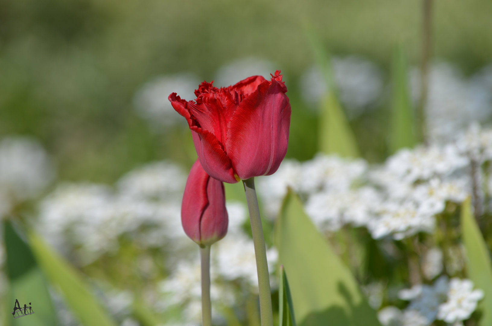 Tulpen