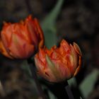 Tulpen