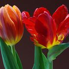 Tulpen