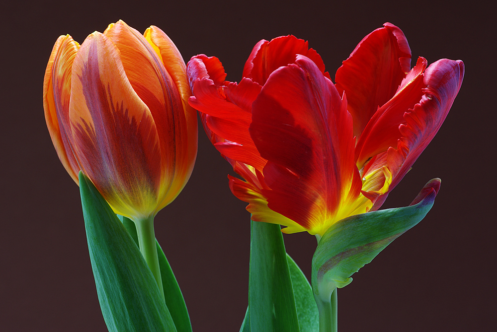 Tulpen