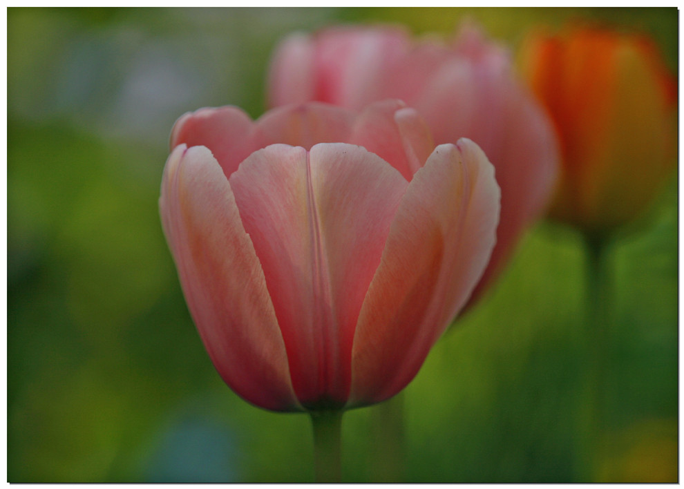 Tulpen..............