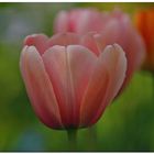 Tulpen..............