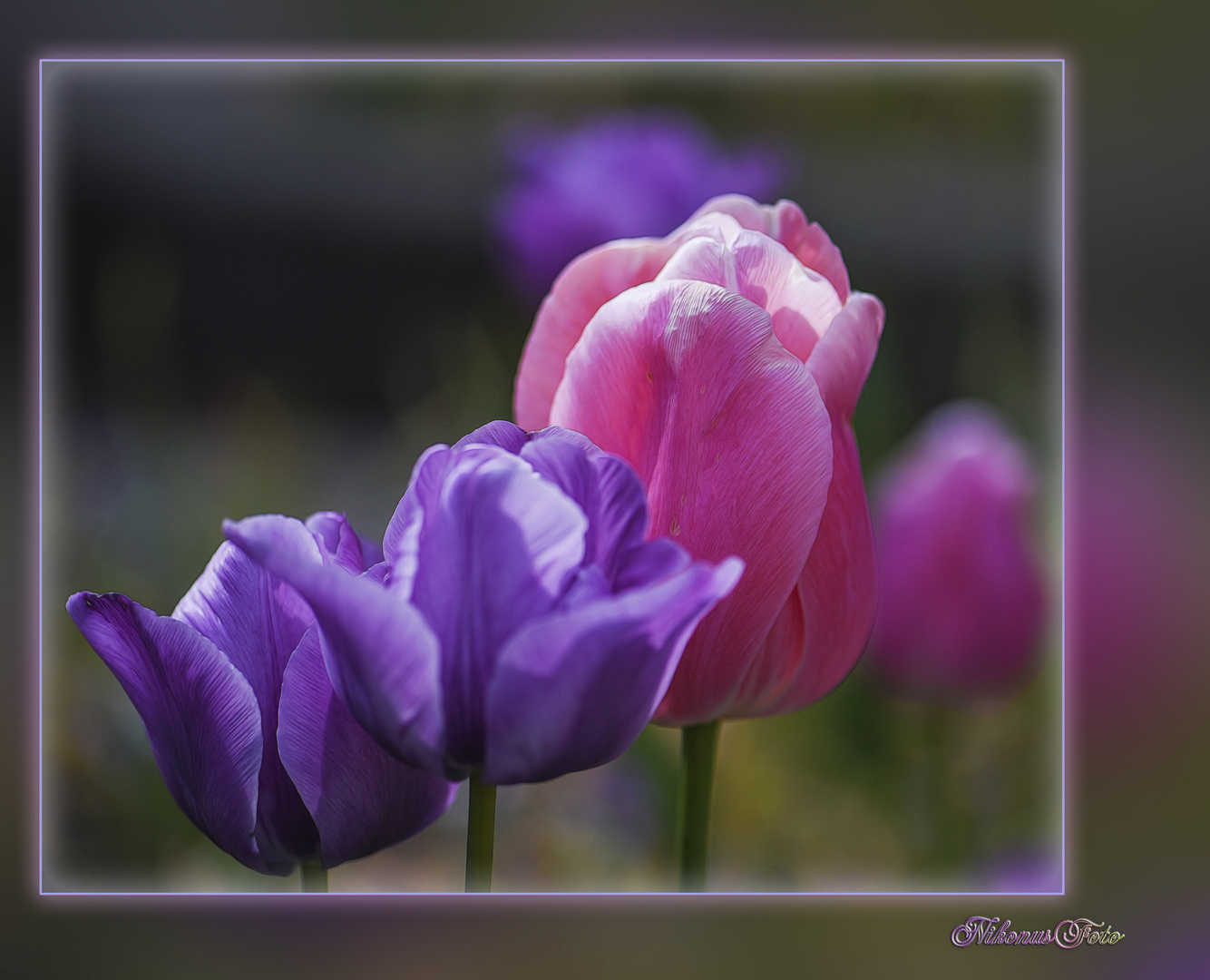  Tulpen