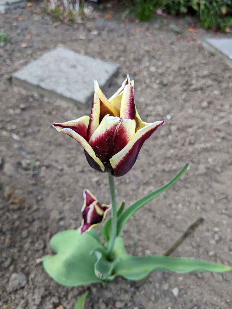 Tulpen