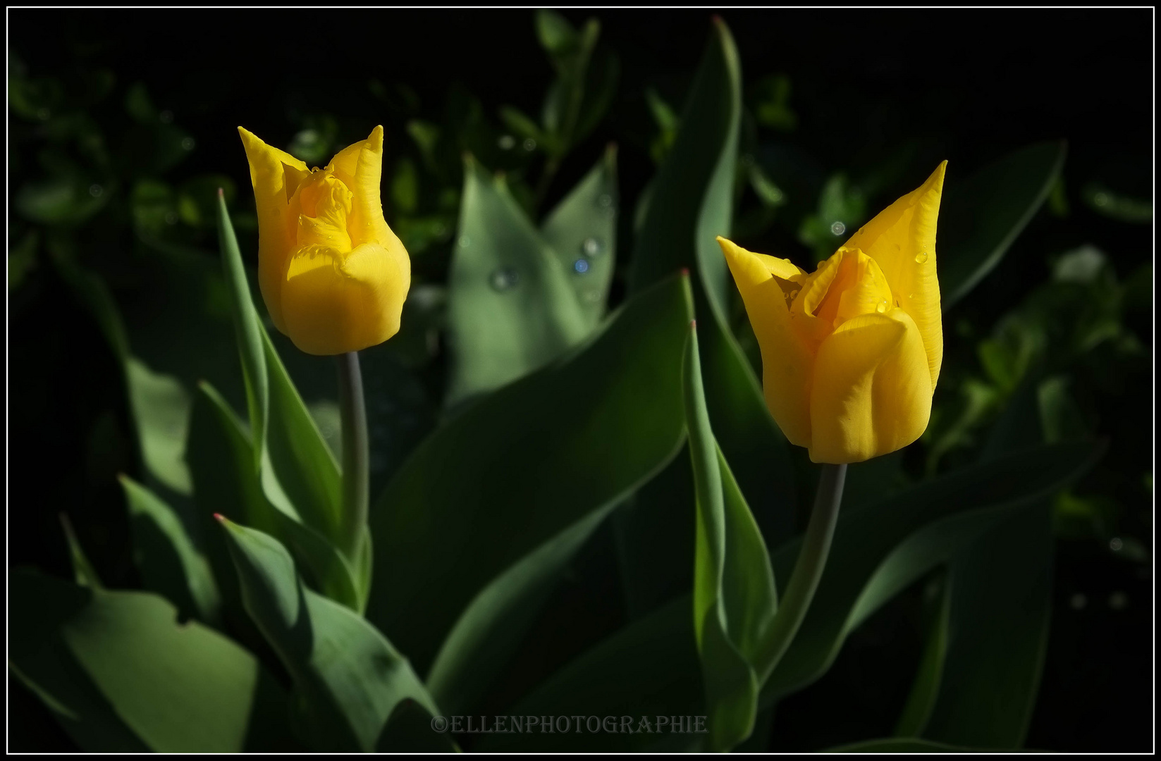 Tulpen 