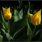 Tulpen 