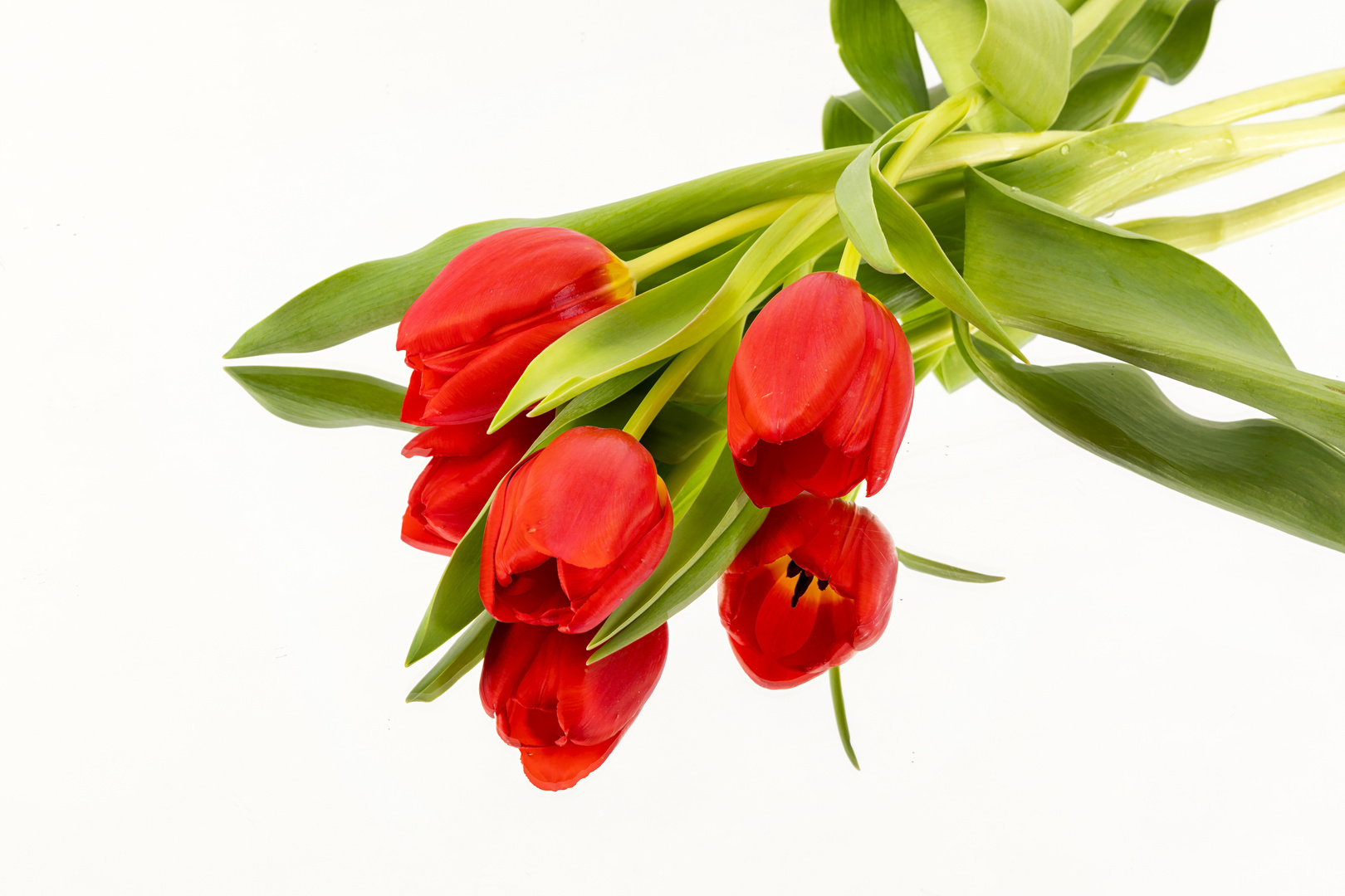 Tulpen