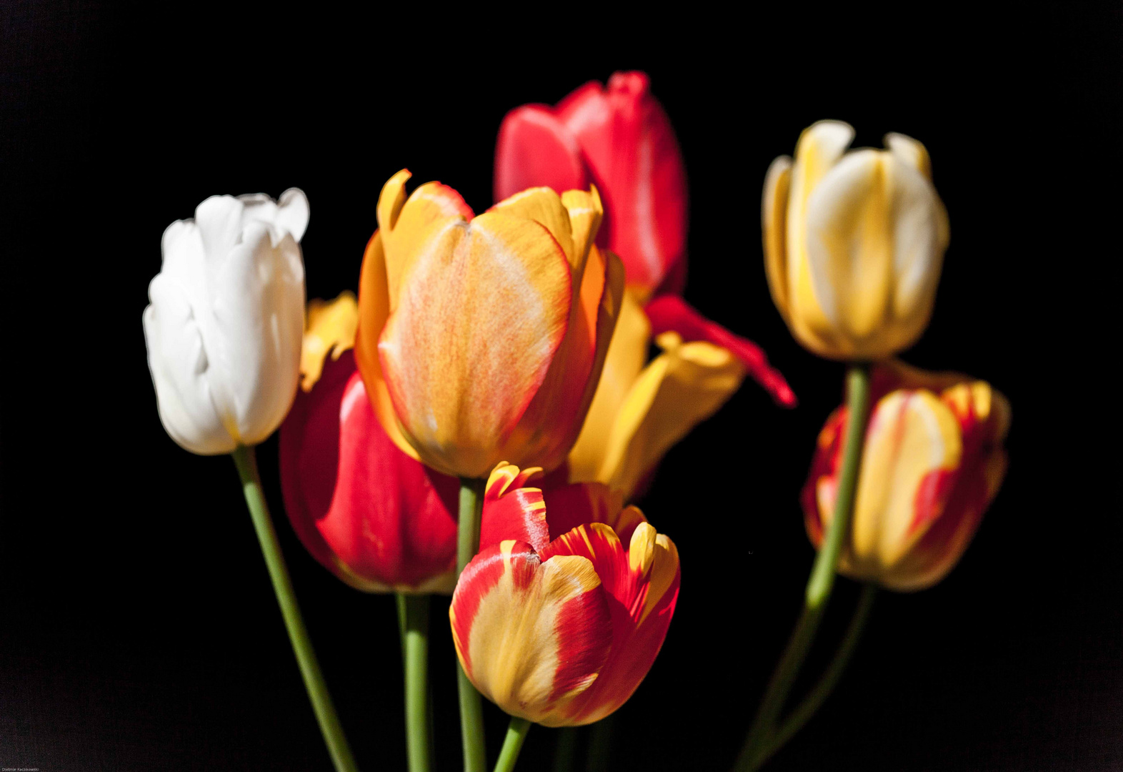 Tulpen