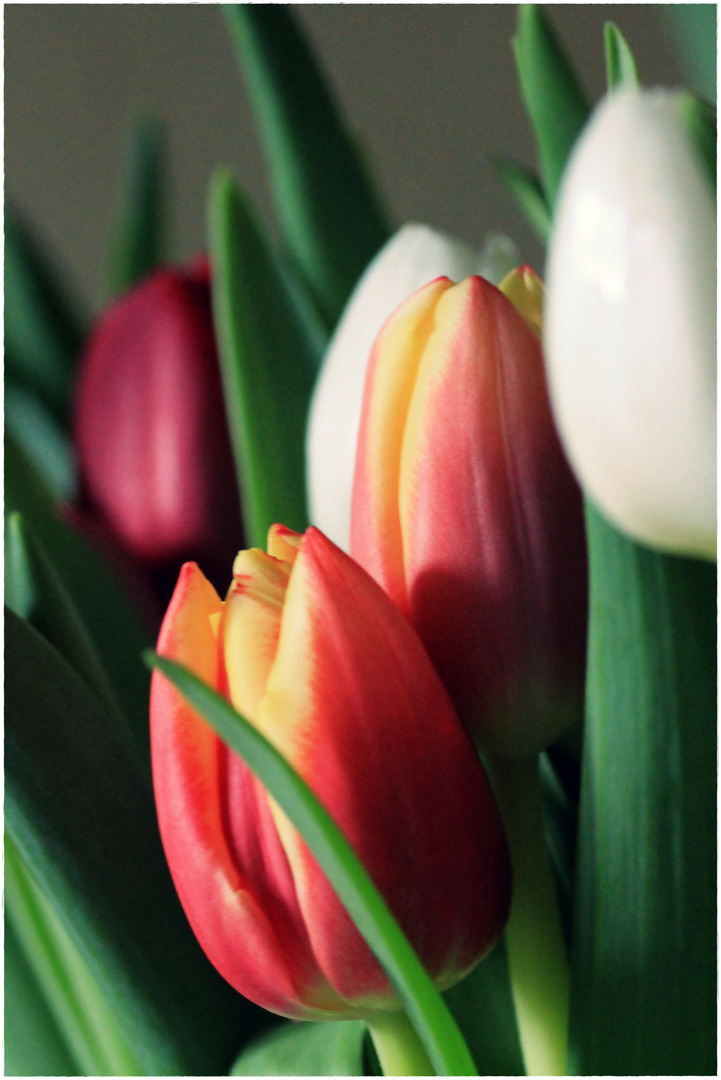 Tulpen