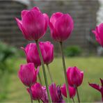 TULPEN