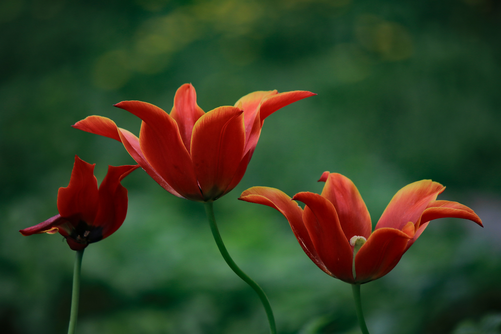 Tulpen