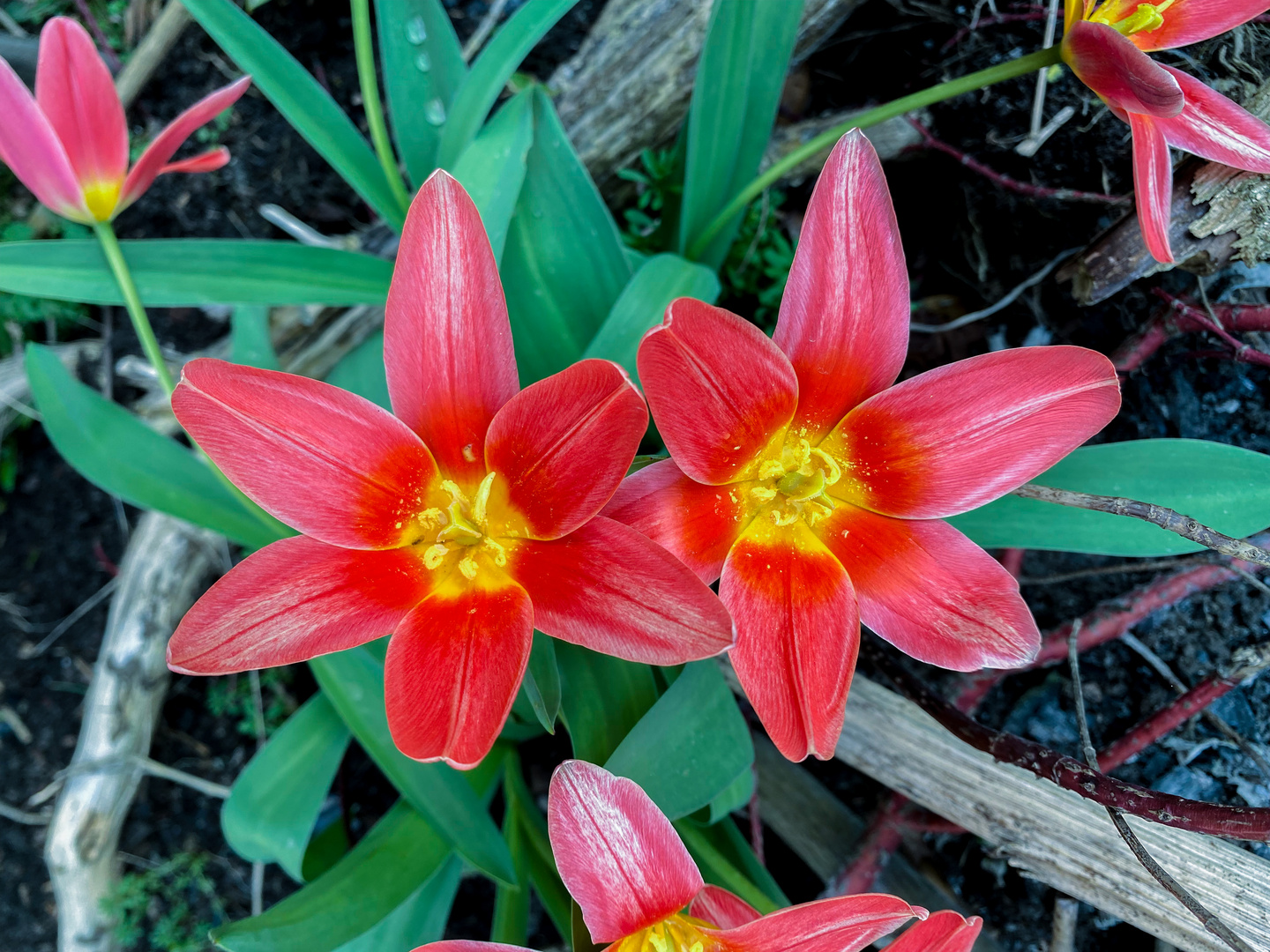 Tulpen