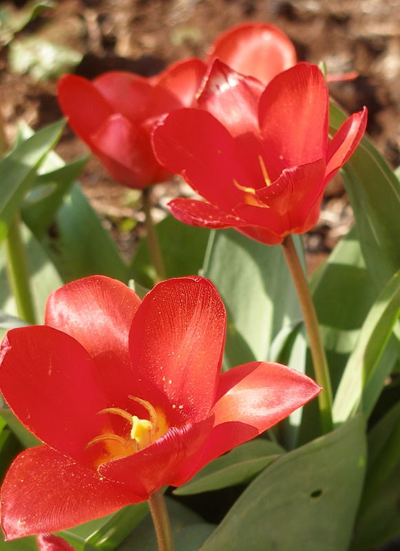 Tulpen